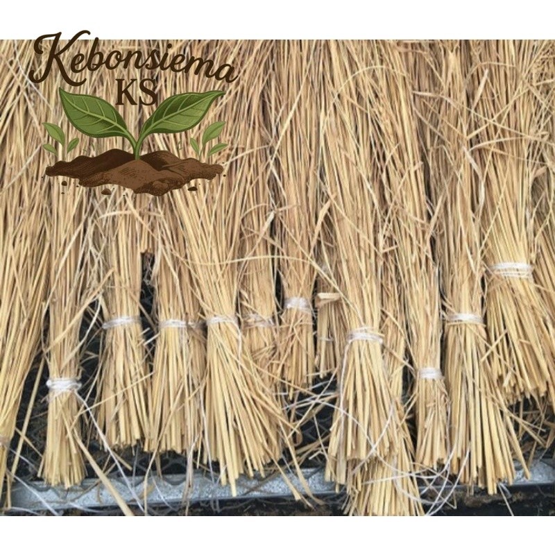 jerami padi kering