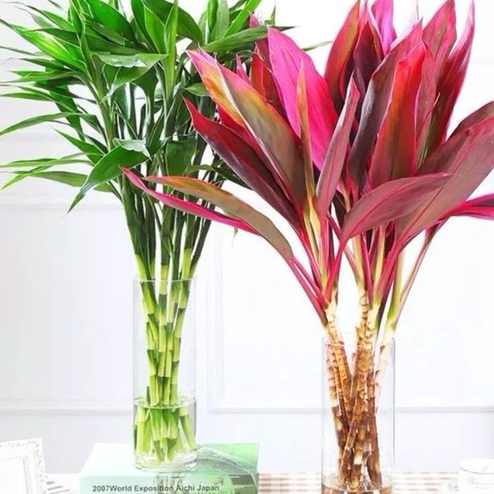 ( PAKET 2 BAMBU HOKI ) Paket 2 bambu hoki media air - tanaman keberuntungan - bambu hoki merah - bam