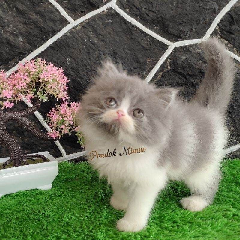Kucing Persia Kitten Anak Kucing Peaknose Flatnose Kitten Himalaya Ragdoll Longhair