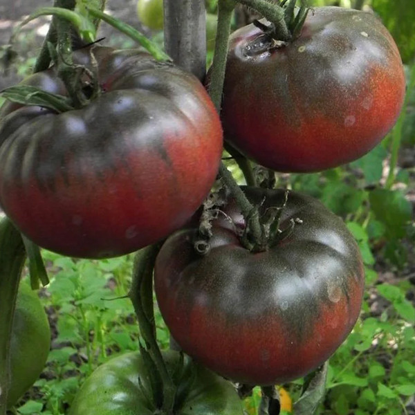 50 Bibit Tomat Big Mato Hibrida Benih Buah Tomat Besar hitam Benih Biji Buah Tomat Benih Premium