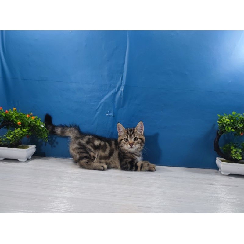 kucing kitten American Shorthair
