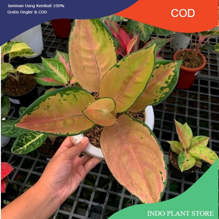 Aglonema Sultan Brunei Anakan 1/2 Daun Hias