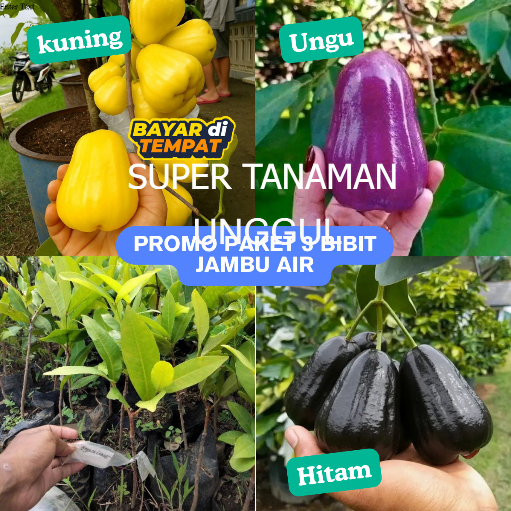 PROMO Paket 3 Bibit Jambu Air Madu Kuning, Jambu Air Citra Ungu, Jambu Air Hitam Black Guava Super