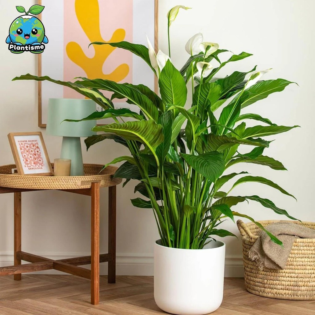 Tanaman Hias – Spathiphyllum Cantate Giant Peace Lily Lili Paris Raksasa Pembersih Udara Daun Lebar 