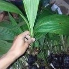 Baru  TANAMAN BUAH MARASI lestari desaku