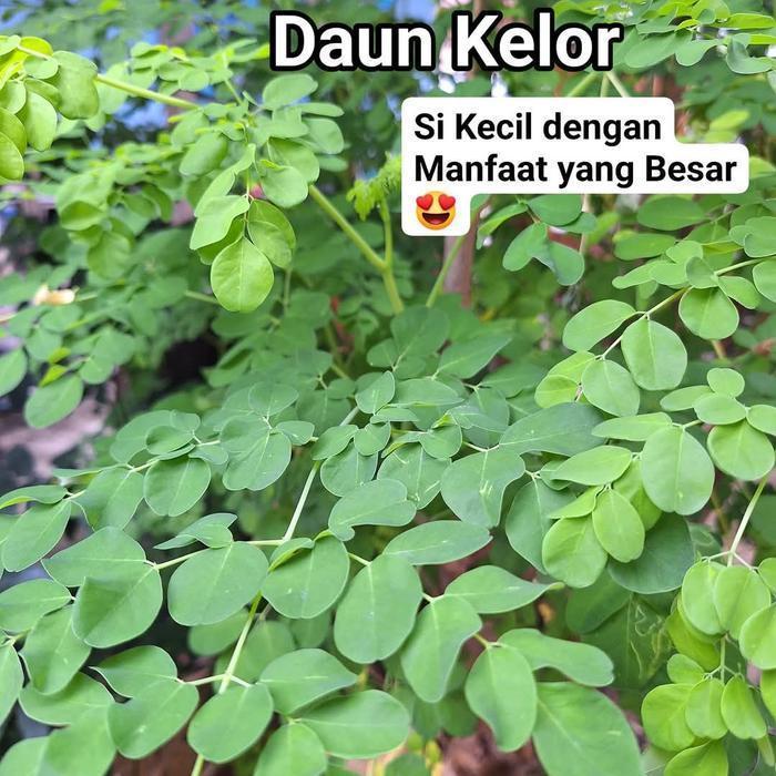 Tanaman Daun Kelor Segar 1 kg daun Kelor Fresh
