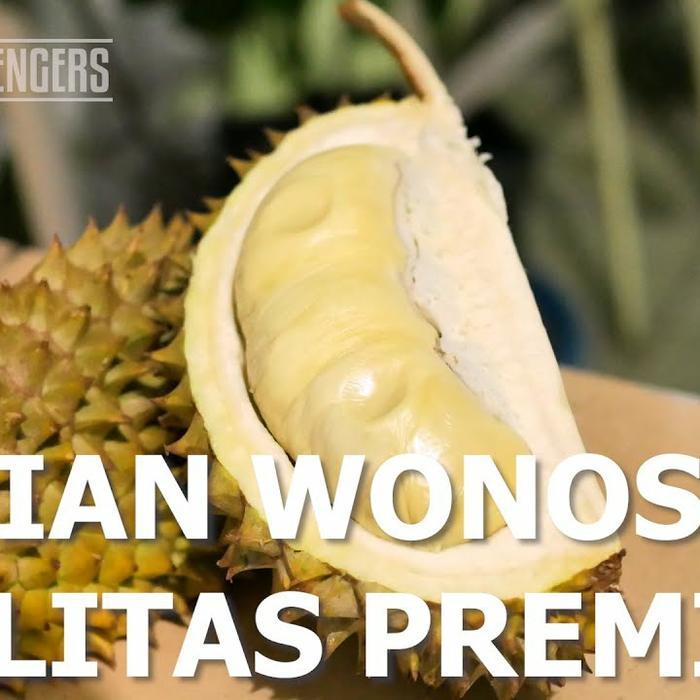 Bibit Durian Bondowonosalam kaki 3 tinggi 1½ meter - Durian Super