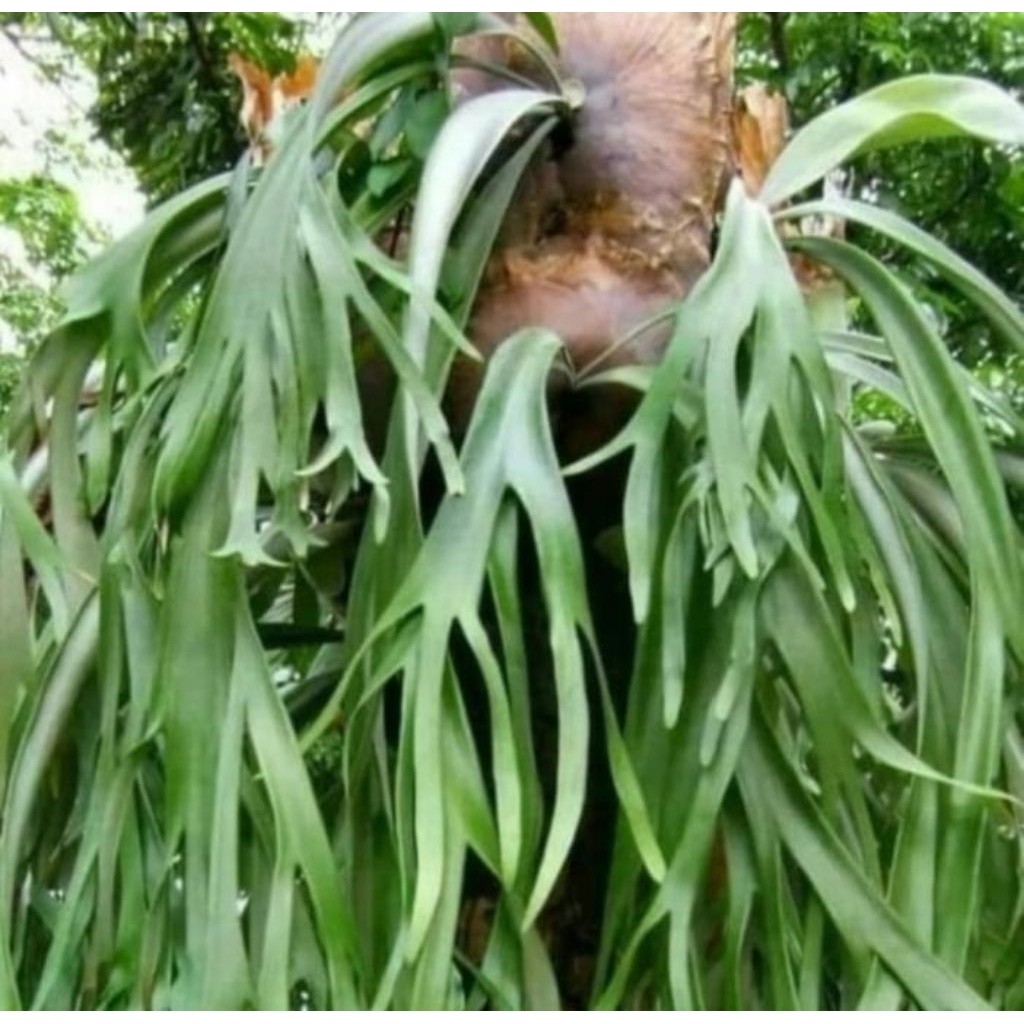 Pakis Tanduk Rusa Panjang 20–50cm – Tanaman Gantung Estetik Tahan Panas