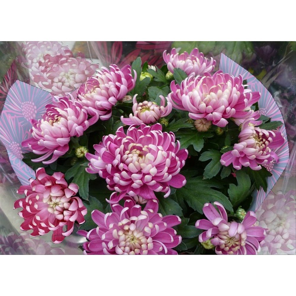 5 benih biji bunga krisan ungu