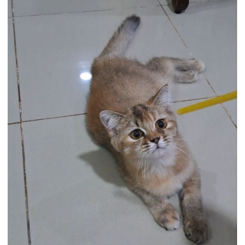 Kucing Betina British Golden Sudah Steril