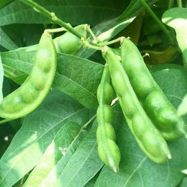 biji benih koro sayur  Koro Uceng Ijo Sili / 10 biji -MYSEEDGARDEN