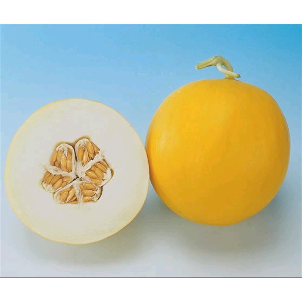 PAKET ISI 5 Benih melon Golden Langkawi IMPORT -MYSEEDGARDEN
