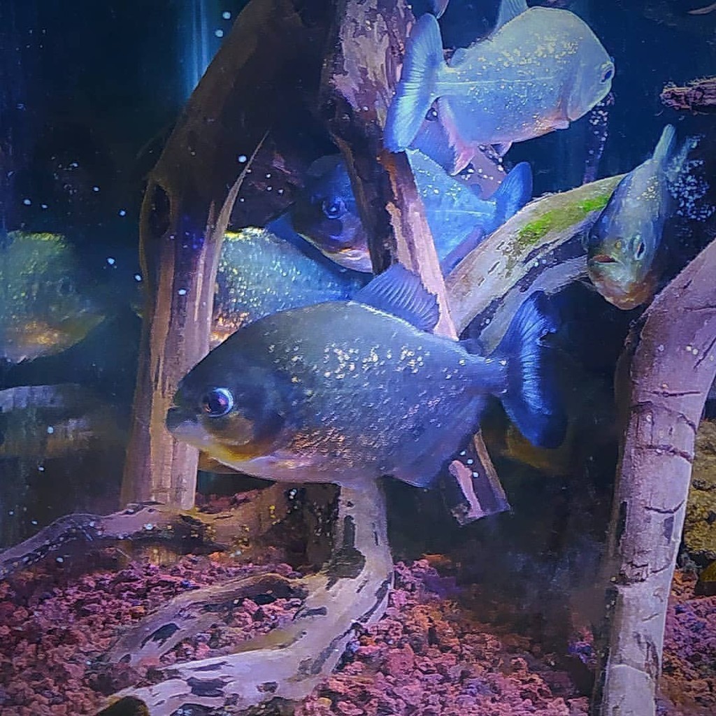 Senar pancing piranha PAKET ISI 10 Red Belied / Red Belly  Air Tawarr size 4 cm bawal amazon