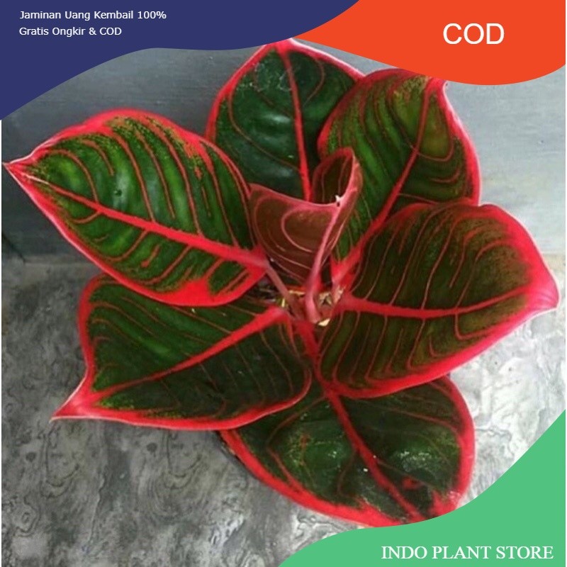 bibit tanaman hias aglonema anakan aglonema KANZA daun 1/2