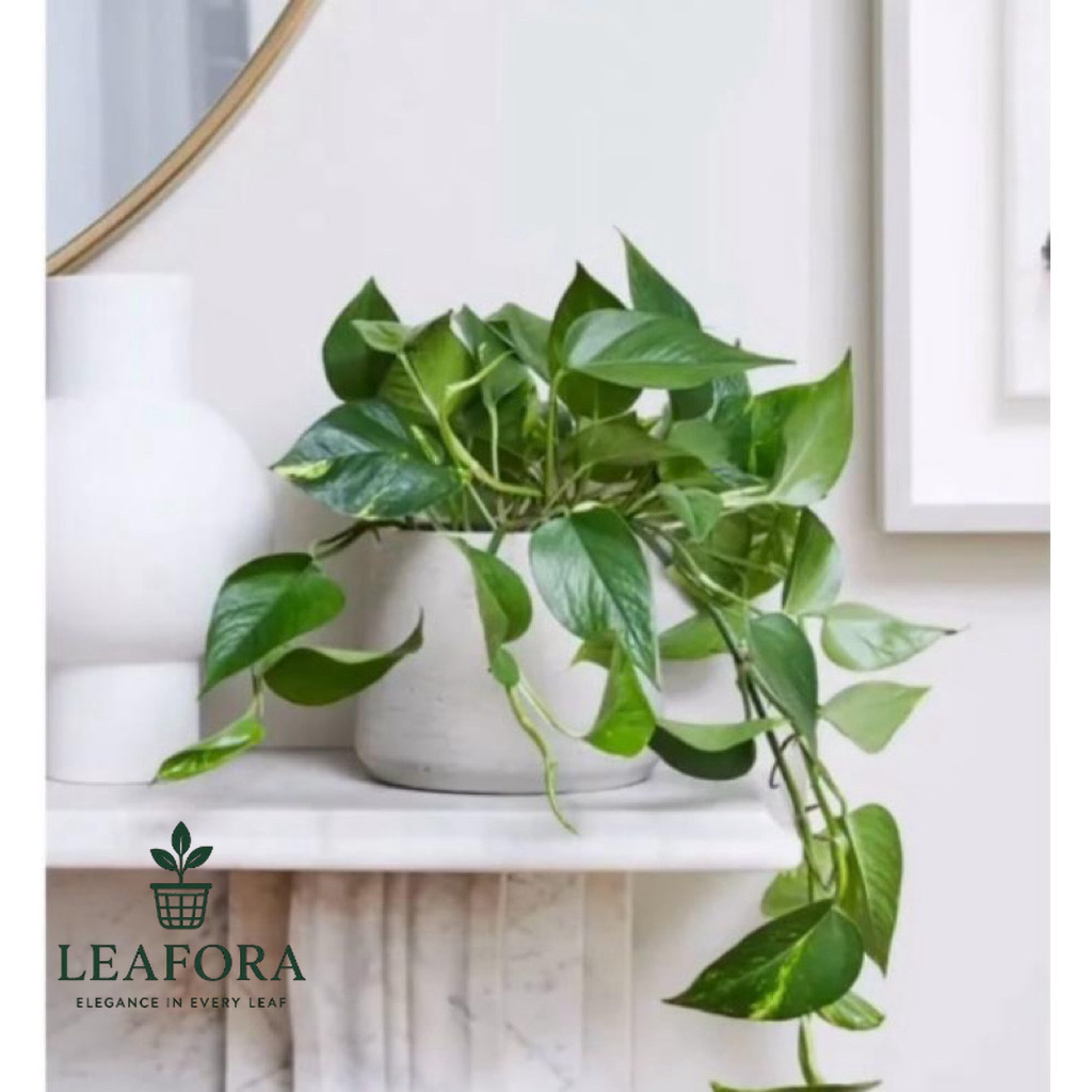 Tanaman Hias Sirih Gading - Sirih Gading Jumbo - Sirih Belanda