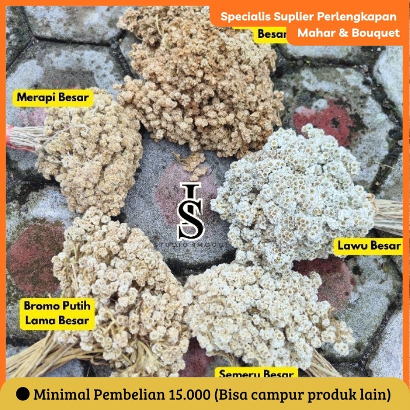 40-70 tangkai EDELWEIS ABADI BUNGA ASLI DI KERINGKAN / BUNGA ABADI / BUNGA EDEL / EDELWEIS LAWU