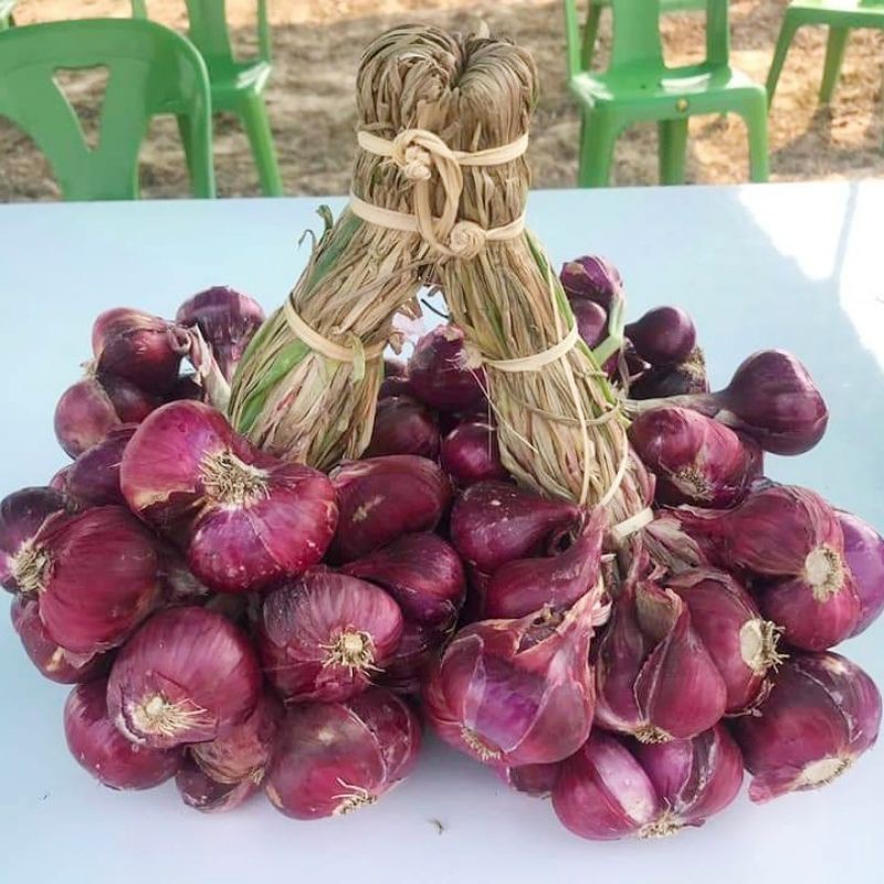 25 Biji - Benih Bawang Merah MASERATI F1 Asli Belanda