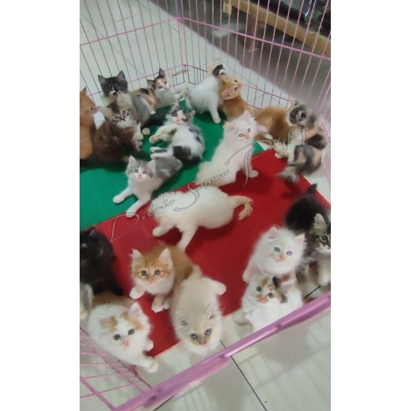 Anakan Kucing | Cat Persia Medium.