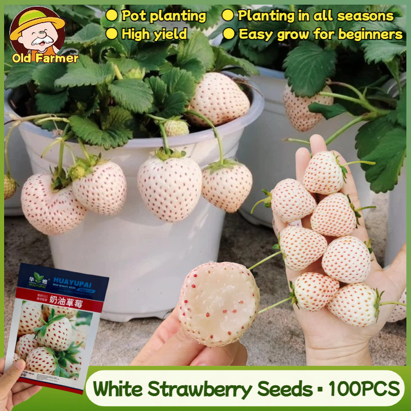 100 butir White Strawberry STROBERI benih Benih Buah Strawberry Putih Unggul