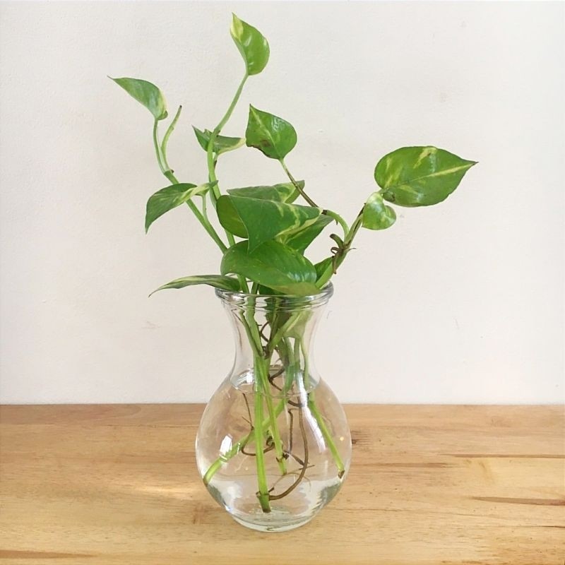 VAS KACA BULAT DMJ ESTETIK / POT BUNGA TANAMAN AIR HIDROPONIK