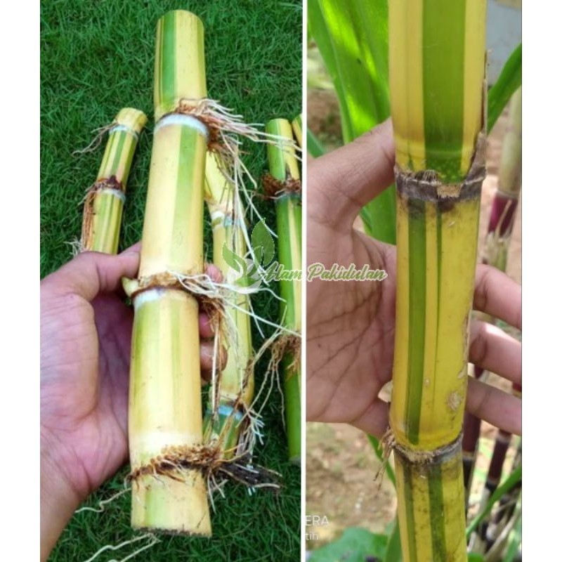 Bibit Tebu Kuning Tiwu Madu Kuning / Tebu Haur Kuning Siap Tanam ( Bisa Langsung Dikonsumsi )