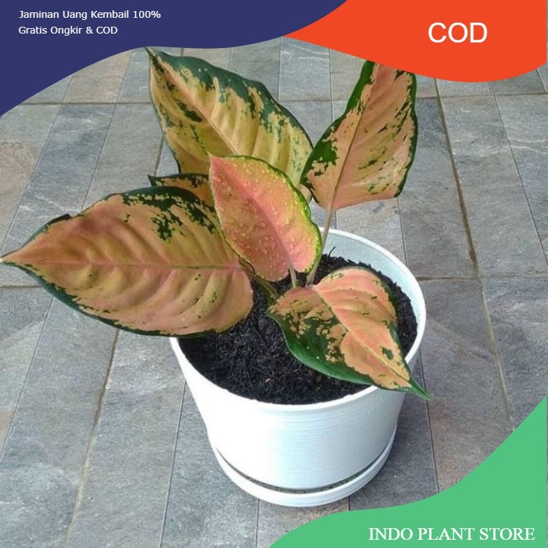 BIBIT TANAMAN HIAS AGLONEMA KOCIN TEMBAGA/ANAKAN AGLONEMA KOCIN TEMBAGA