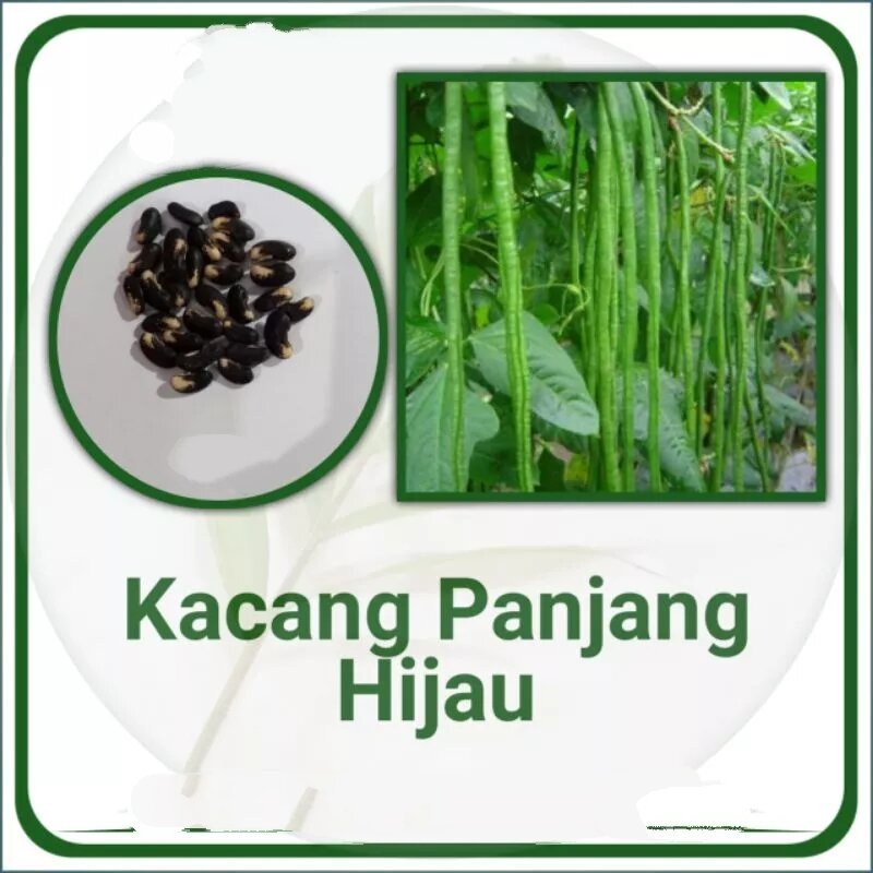 20 BENIH BIJI KACANG PANJANG JALITENG SAYUR