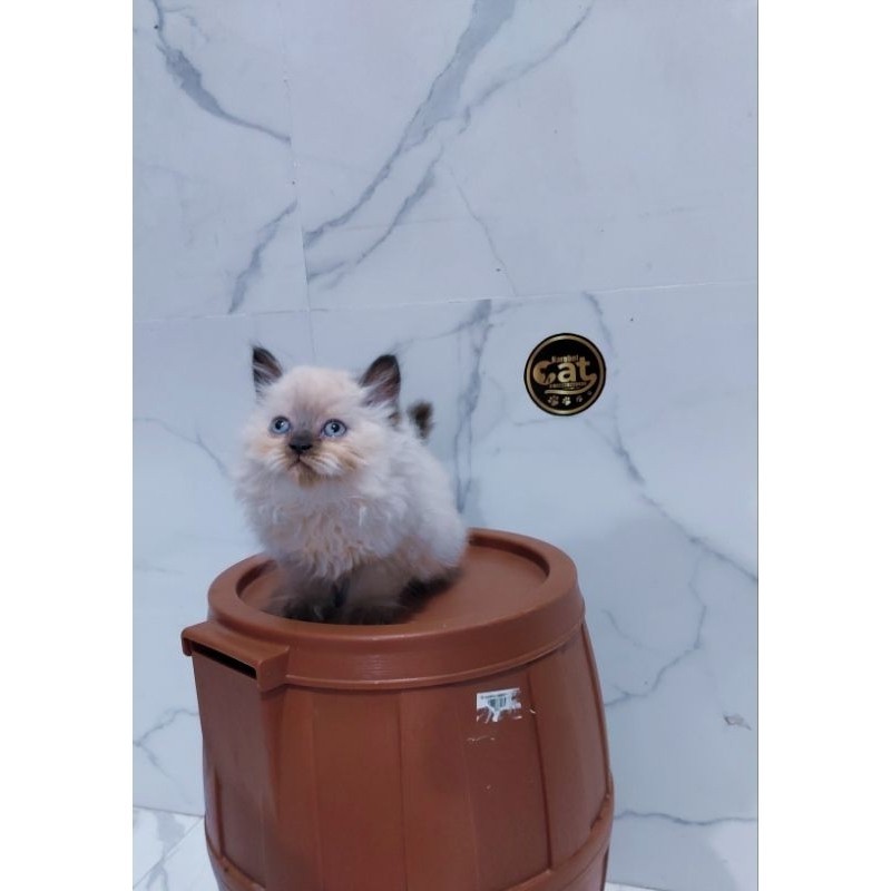 kucing Himalaya muchkin