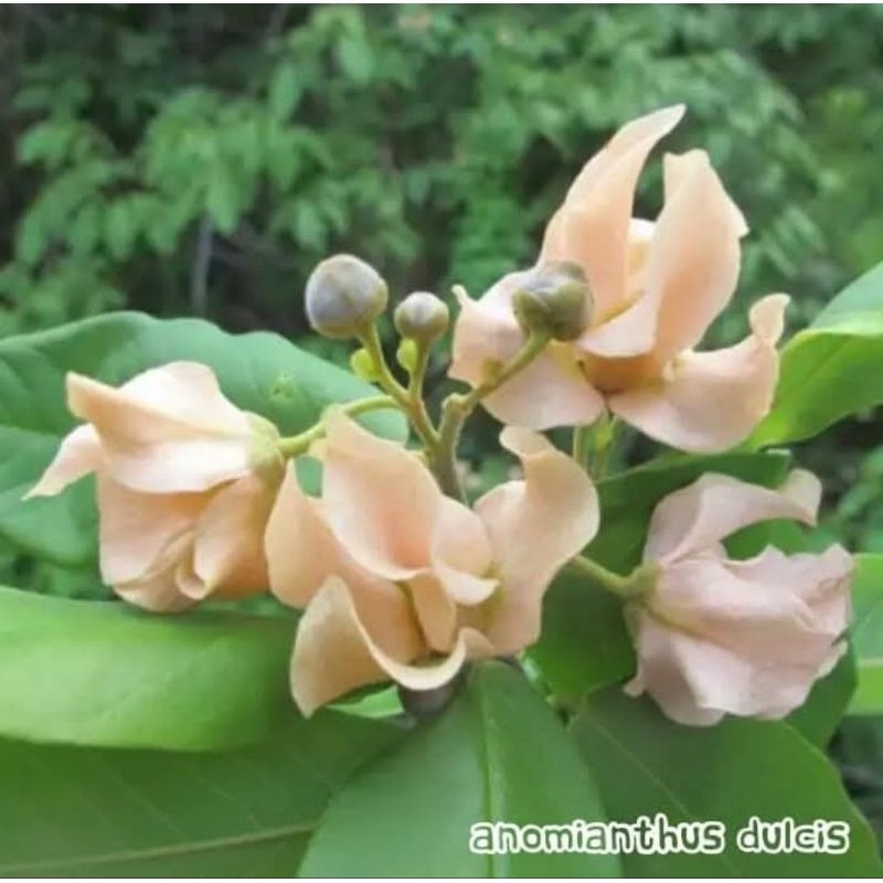 Biji Bunga Kenanga Putih / Uvaria Dulcis