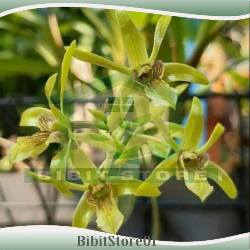 Anggrek Dendrobium Capra Larat Hijau Kuning Harum