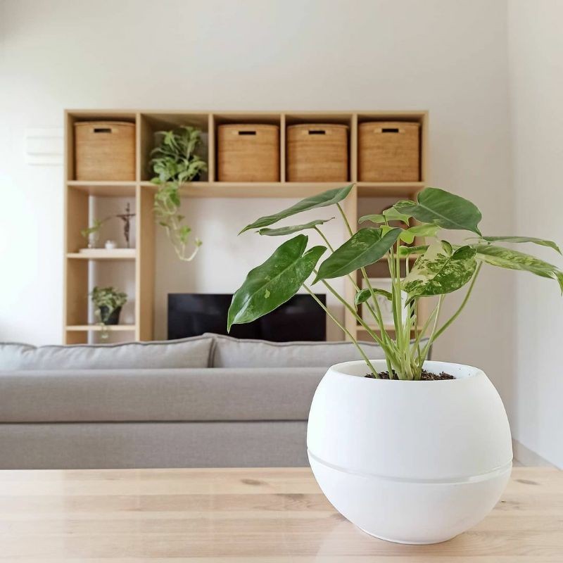 POT BOLA  Pot Bunga vas bola vienna pot telur pot bulat pot bola putih / viena / super bola