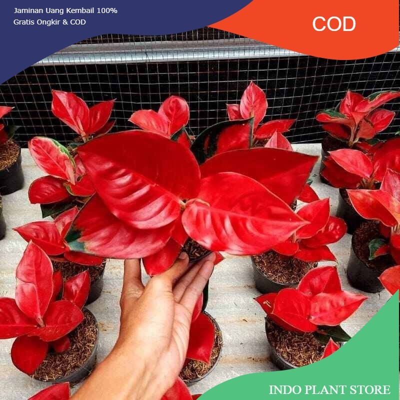 ( GRATIS ONGKIR ) anakan aglonema suksom jaipong red