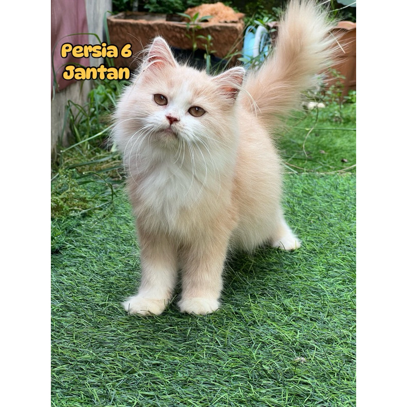 Kucing persia longhair