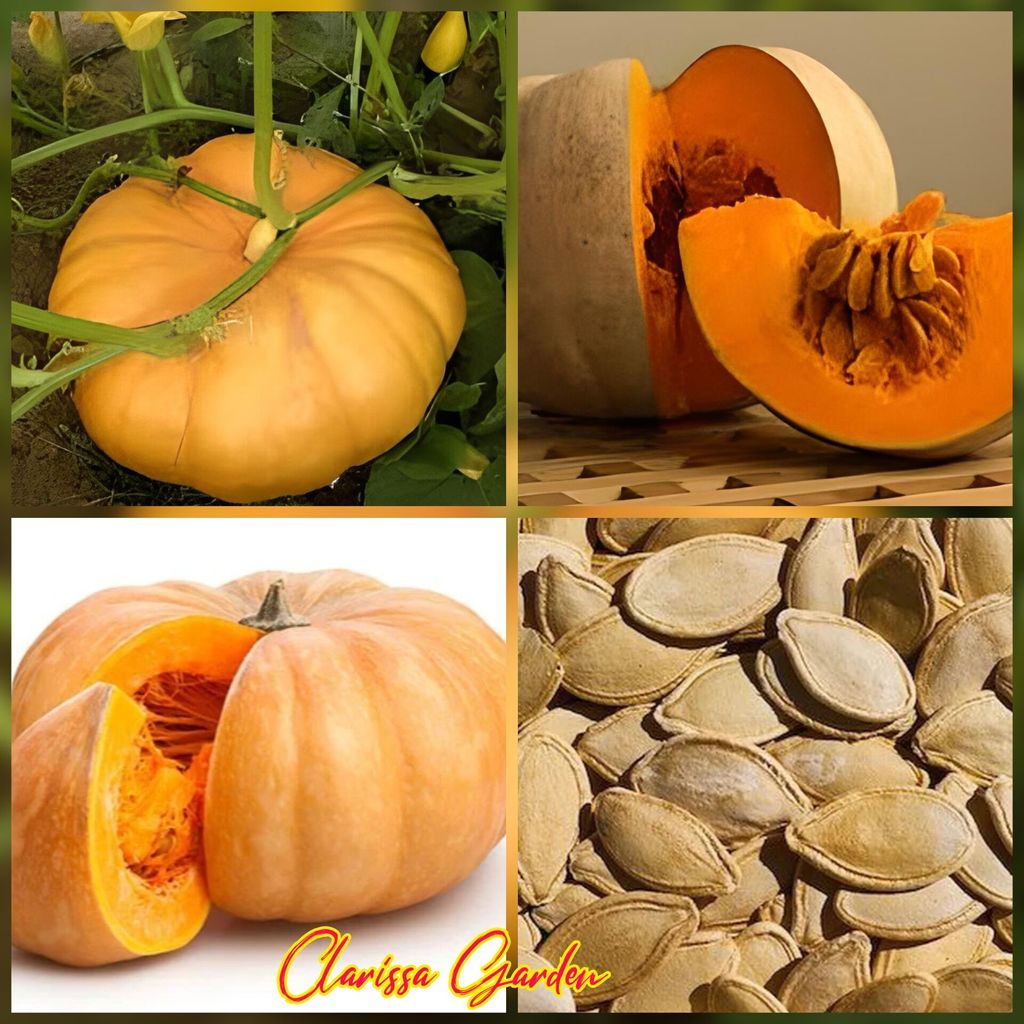 20BIJI | BENIH TANAMAN LABU KUNING | LABU PARANG