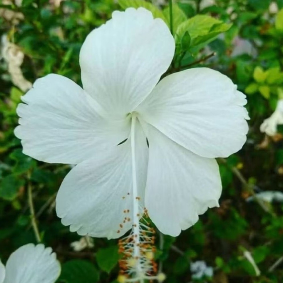 Pohon kembang sepatu bunga putih lokal / Tanaman kembang sepatu bunga putih