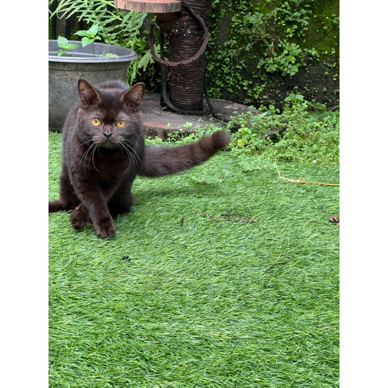 Kucing british shorthair