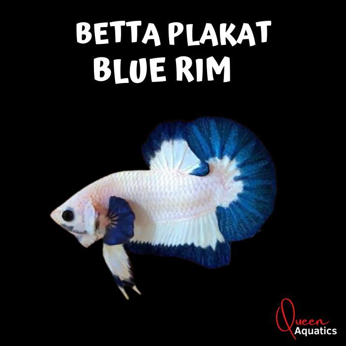 Cupang Blue Rim Ikan Cupang Bluerim High Quality - Jantan