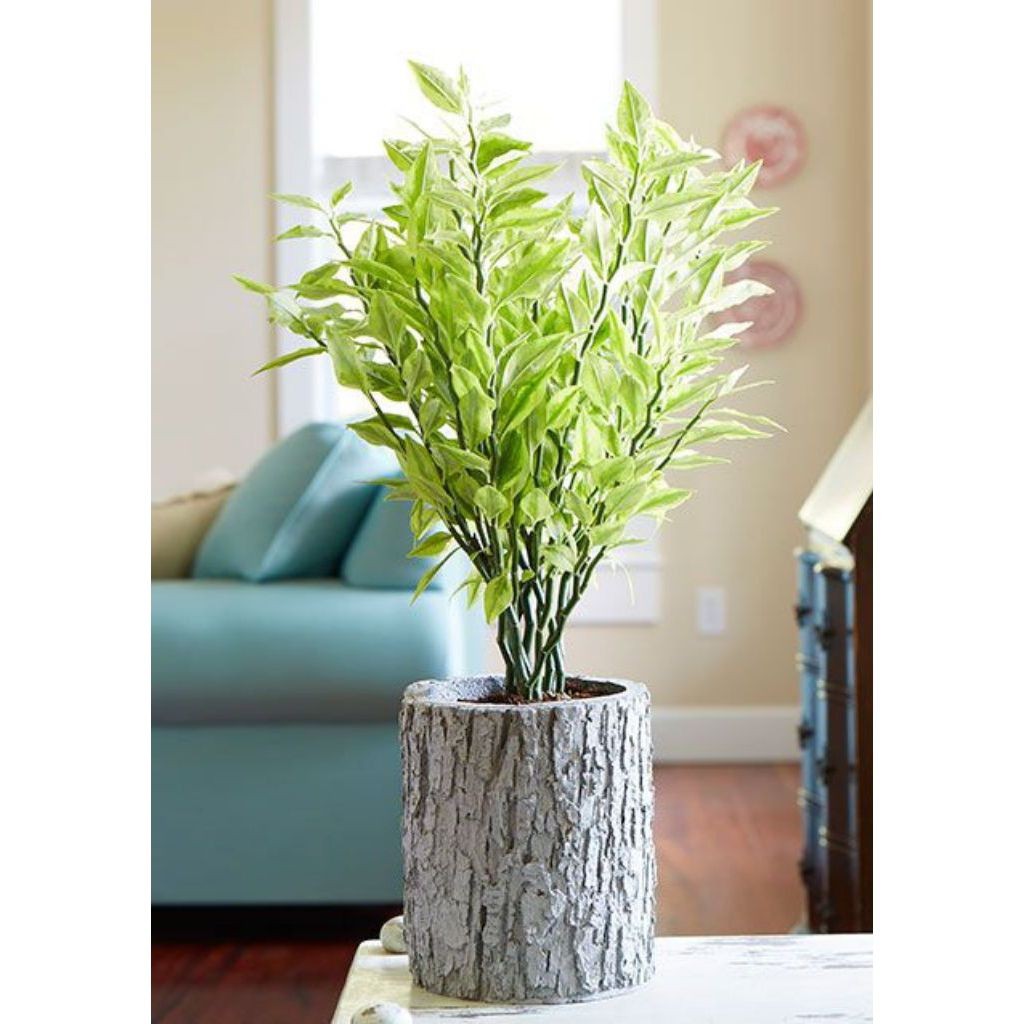 Tanaman Hias Pohon Patah Tulang Varigata / Pohon Zig Zag Plant Varigata