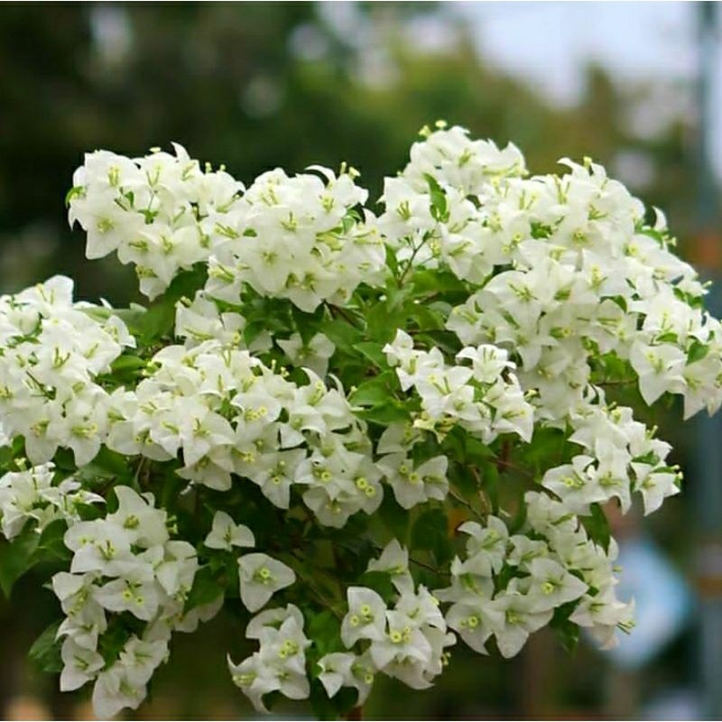 PROMOMURAH Bunga Hias Bougenville SGP Singapore Putih