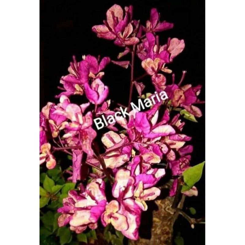 PROMO MURAH Bougenville Id Black Maria Ori Bibit Kecil 5 Bulan