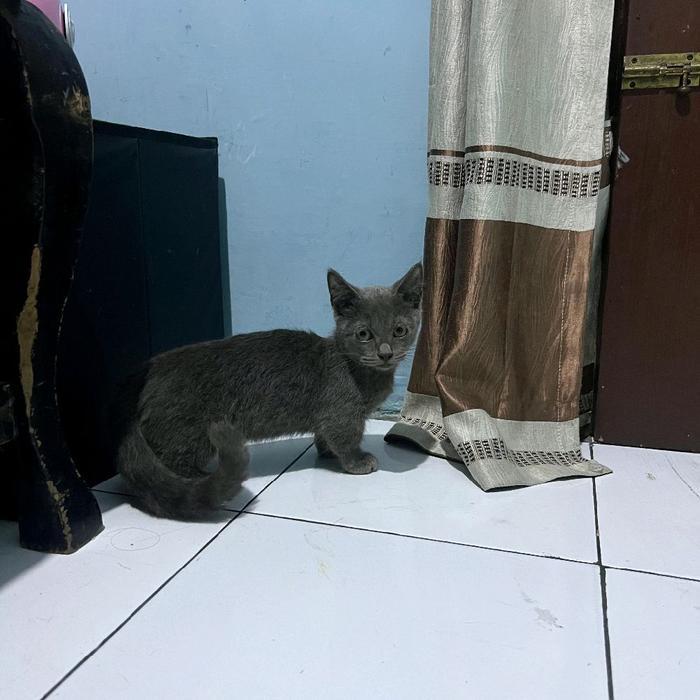 kucing munchkin shorthair/kucing cebol/kucing kaki pendek