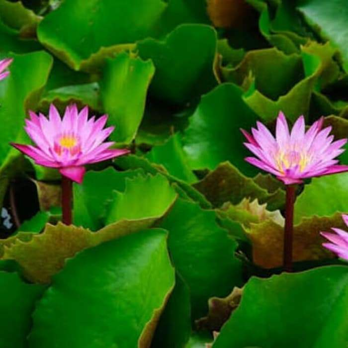 Daun teratai - Obat penyakit kangker payudara