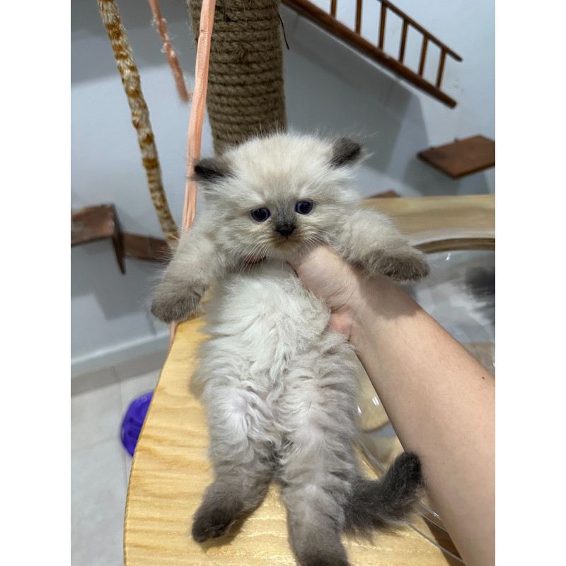 kucing kitten ragdoll mix himalaya sealpoint blue eyes