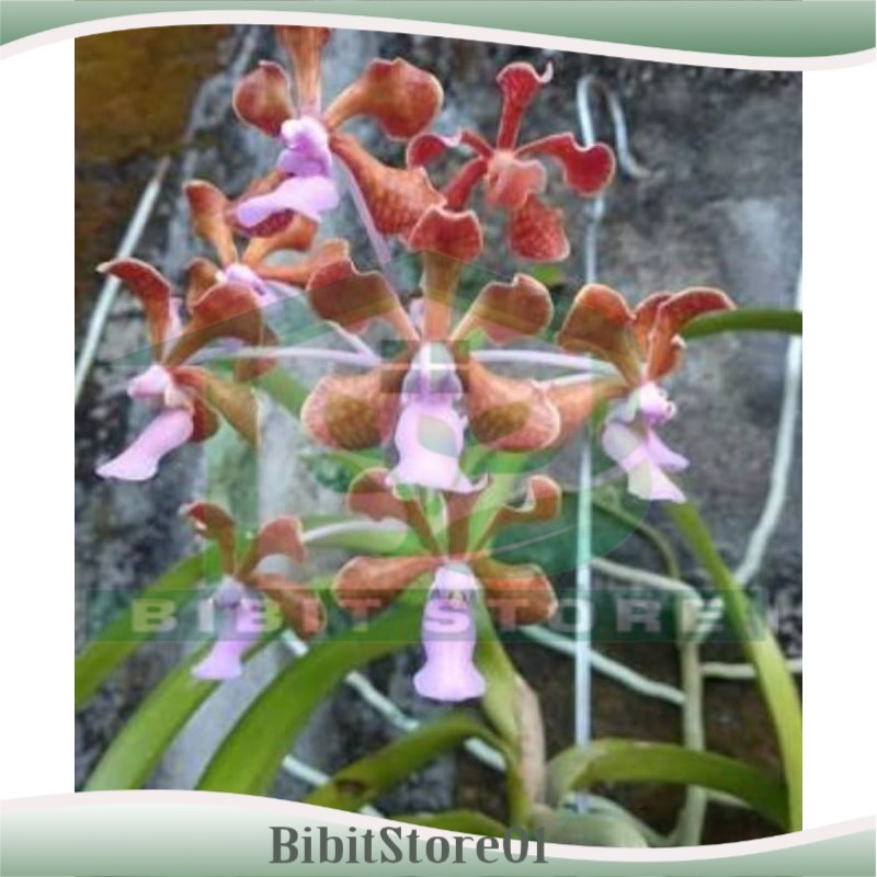 Anggrek Limbata Pantai - Vanda