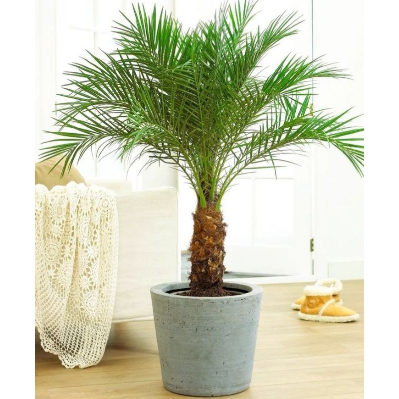 palem phoenix - tanaman - pohon palem phoenix - Phoenix roebelenii Tanaman hidup Pohon Palem Phoenix