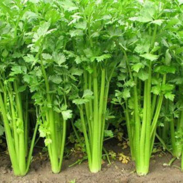 SELEDRI 100 biji bibit seed seeds Benih Seledri Amigo Cap Panah Merah Hidroponik Unggul - Bibit Tana