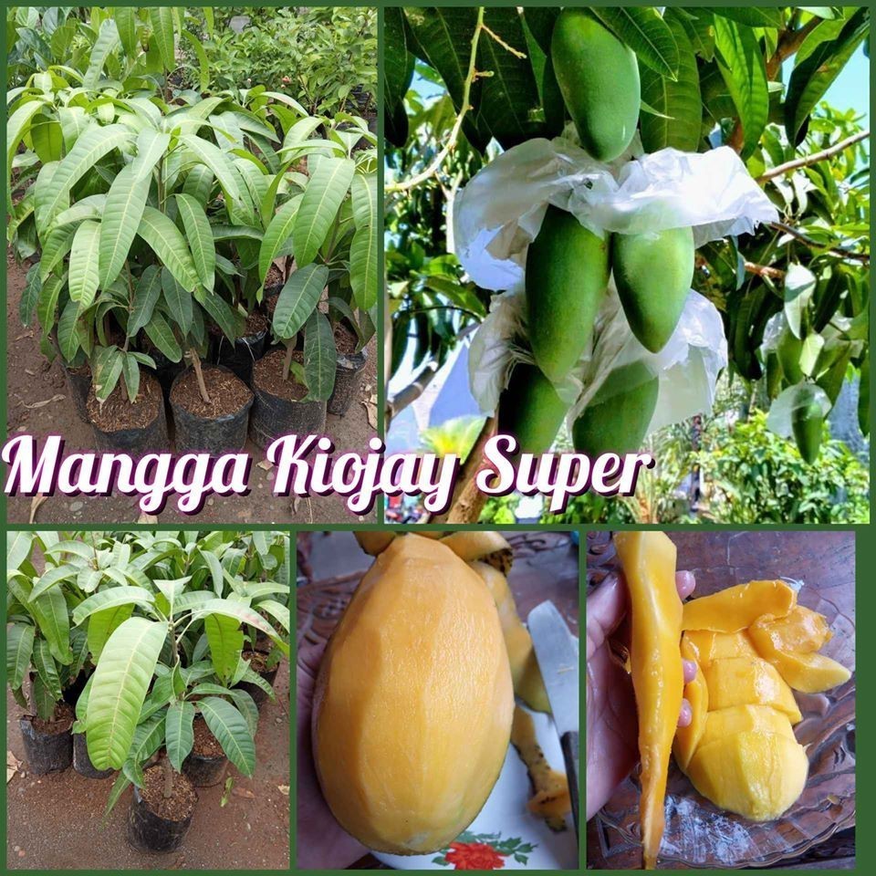 Bibit Mangga 2 / 3 Kombinasi BATANG BESAR