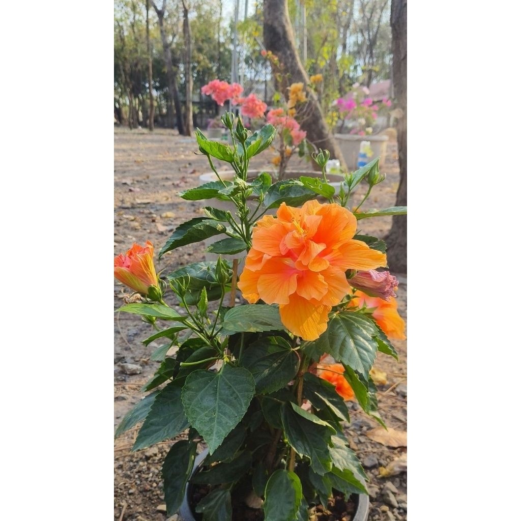 Kembang sepatu bunga orange - Pohon kembang sepatu