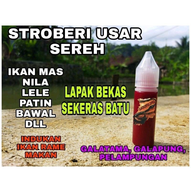 MOSES - ESSEN OPLOSAN STROBERI USAR SEREH ESSEN OPLOSAN IKAN MAS BABON RAME ESSEN OPLOSAN SEGALA CUA