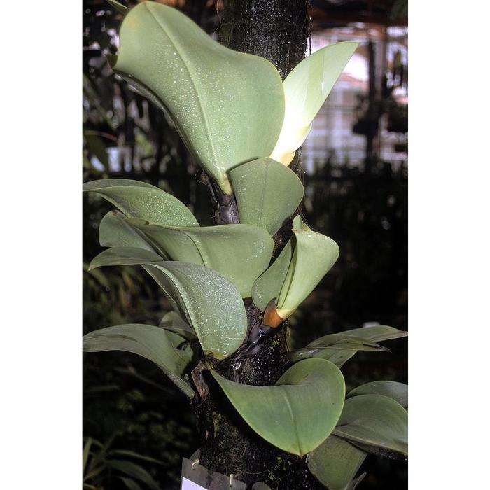 Anggrek bulbophyllum beccarii + papan pakis - anggrek bulbop - anggrek kuping gajah - bunga hias ang